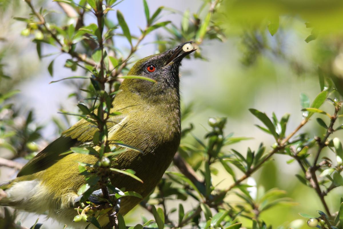 New Zealand Bellbird (Anthornis melanura)